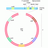 建立规模化酵母基因工程蛋白质生产平台暨重组酶的工业化生产