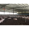 微生物发酵技术床大栏生态养猪技术