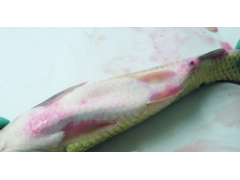 南海海水鱼类流行性疾病检测防治技术