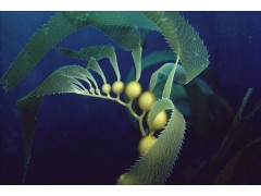 南海主要经济海藻精深加工关键技术的研究与应用