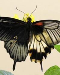 英国发现罕见“阴阳蝶” 左雄右雌体色诡异