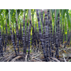 旱地甘蔗高效本栽培技术集成研究与示范