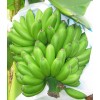 香蕉新品种选育与产业化技术集成创新