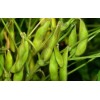 高产抗逆大豆新品种选育及配套栽培技术应用