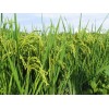 水稻航天诱变优质、抗病、高产新品种