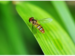 食蚜蝇的人工繁育与田间应用技术