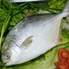 高端海水鱼—白仓鱼养殖技术
