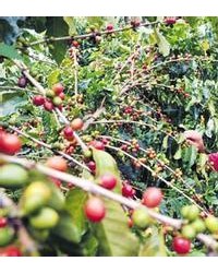 “新农民”回乡卖咖啡豆一年营收上千万 “东西好不怕没市场”
