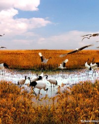 河北保定成立湿地保护协会