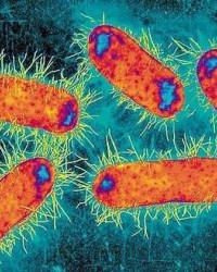 超级恶菌或已出现：“最后抗生素防线”对其无效