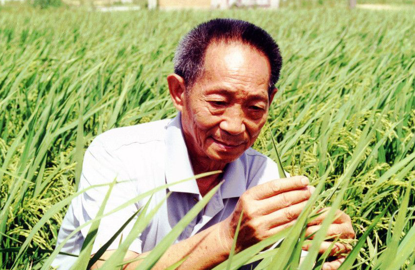 袁隆平杂交水稻又创新纪录：高纬度实验亩产超1000公斤
