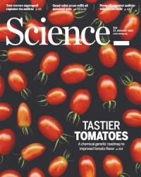 科学家绘制西红柿风味改良路线图
