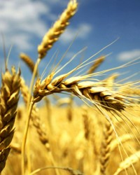 英国批准新型转基因小麦种植试验