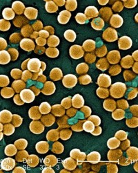中国科学家率先提出“生物杀菌”新概念