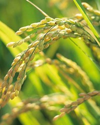 中国科学家发现水稻高产关键基因