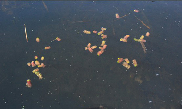 黑龙江七星河保护区发现大面积世界濒危植物貉藻