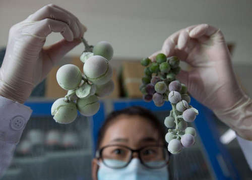 配制杂交组合900余个，中科院植物所助力“洋葡萄”本土化