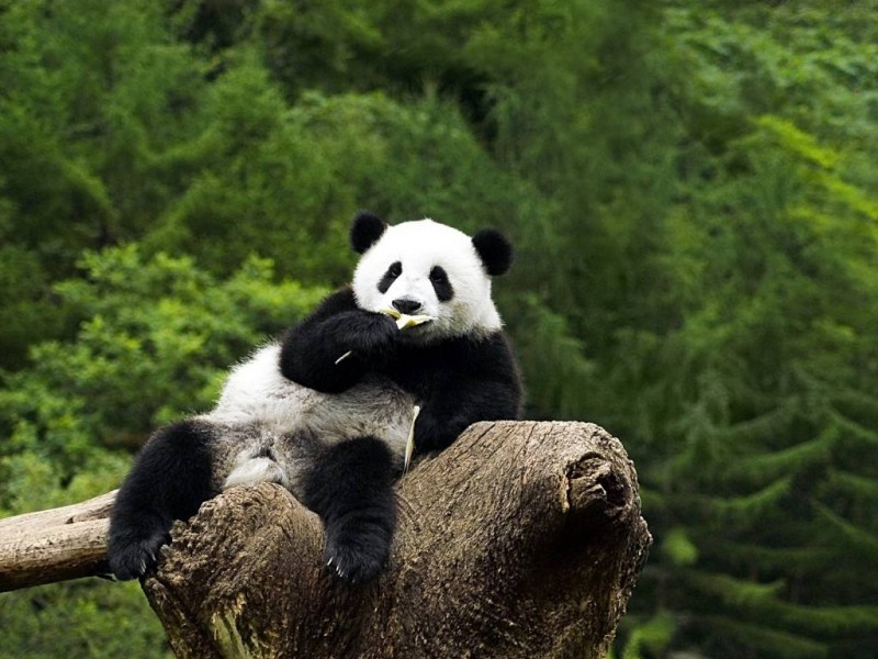 中科院地环所和哈佛大学 研究证明大熊猫依然濒危
