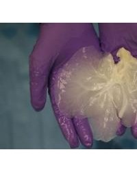 “洗”掉旧细胞再造新器官，新技术或能按需培育可移植肝脏