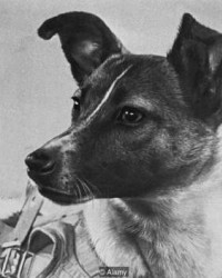 首只太空狗莱卡60周年：从莫斯科流浪狗到苏联的太空里程碑
