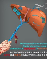 清华团队首次从生物力学角度解析肝脏纤维化，为防治提供参考