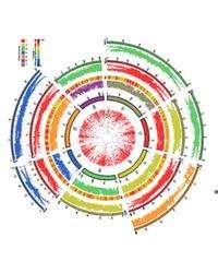 小麦D基因组完整图谱首绘成功