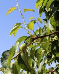 梨树叶“变身”正极 电容器性能大增