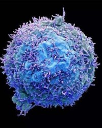 T细胞带有抑制致癌基因“开关”