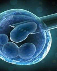 日本首次培育出人类胎盘干细胞