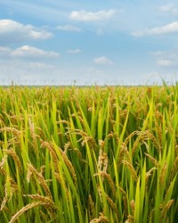 中国农业科学院2日宣布，中国水稻研究所种质创新课题组研究发现了一个控制水稻籽粒锰积累的主效数量性状位点（QTL），并由此创制了高锰低镉水稻的优良育种材料，使高锰低镉水稻不再是育种家的梦想。相关研究成果