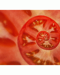 中国农科院论文登上《细胞》：一图在手，找回失落的番茄美味