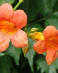 开花植物“统治”植物界或因基因组瘦身