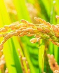 中国发现让水稻既优质又高产基因：应用后可增产7%