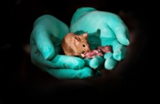 中国科学家全球首次实现哺乳动物孤雄生殖