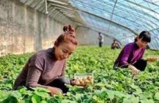 浙江鼓励大学毕业生从事现代农业，最高可获补助3万元