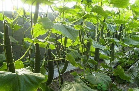 中国农科院发现控制黄瓜苦味基因，已推广100万亩