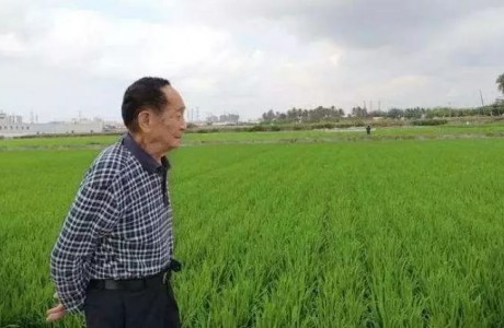 90岁袁隆平依然每天下稻田4次