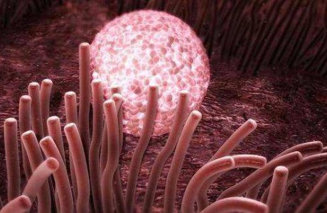 人类胚胎着床过程首次被中国科学家解析