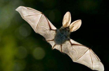 中国科学院武汉病毒研究所：新型冠状病毒可能来源于蝙蝠