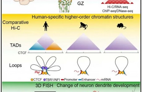 中国科学家合作揭示人类大脑进化的发育调控机制